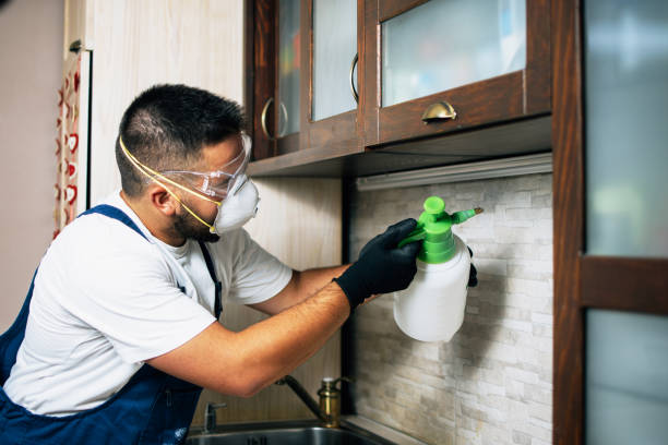 Best Mosquito Control Services  in Chillum, MD