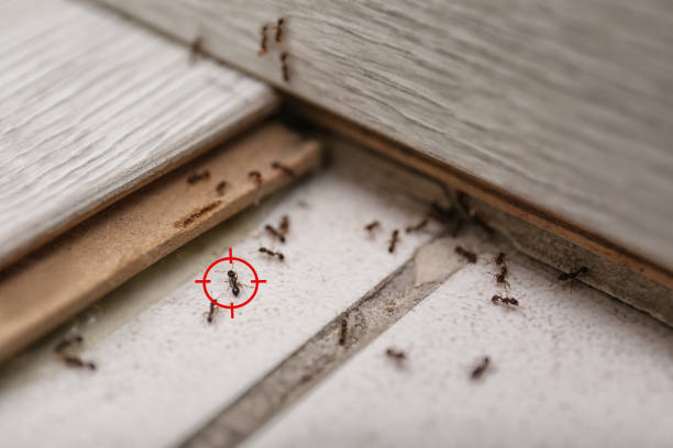 Best Pest Removal Services  in Chillum, MD
