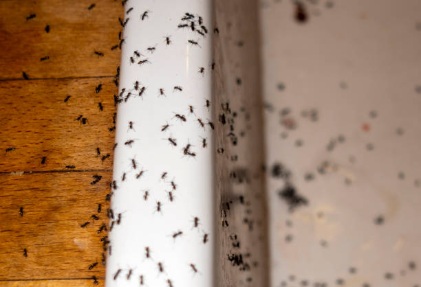 Best Residential Pest Control  in Chillum, MD