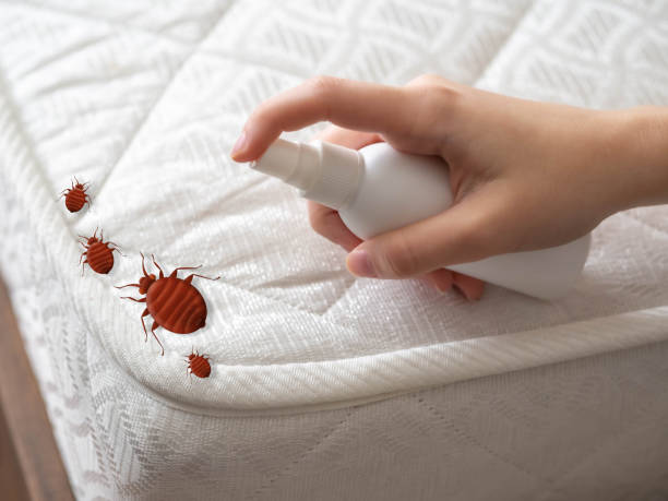Best Local Pest Control Services  in Chillum, MD