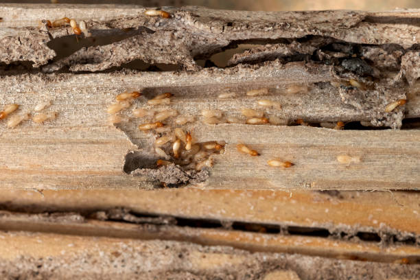 Best Pest Prevention Services  in Chillum, MD