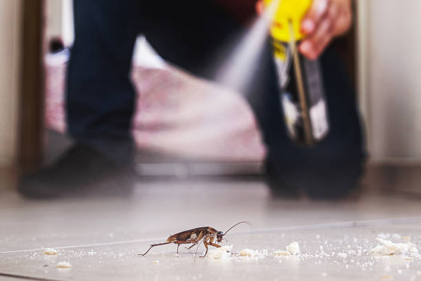 Best Affordable Pest Control Services  in Chillum, MD